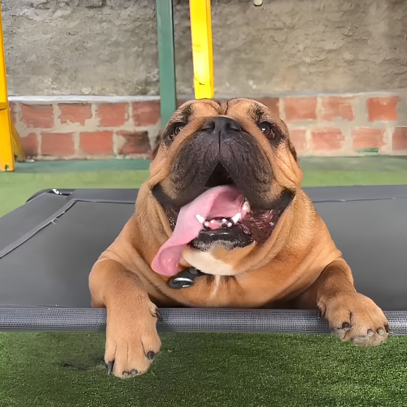 Perro entrenando